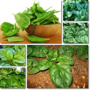 Proprietà nutrizionali spinaci