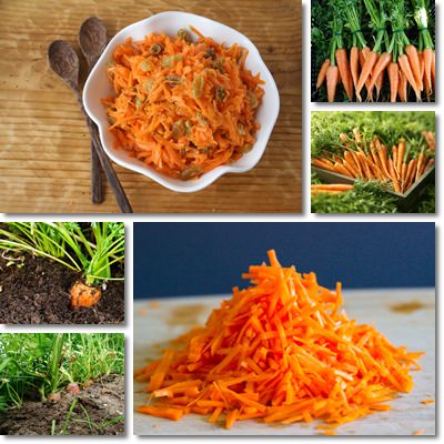 Proprietà carote