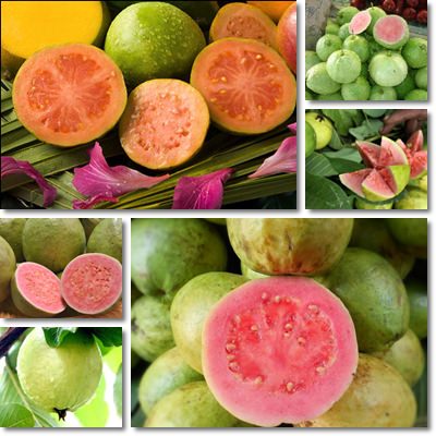 Proprietà guava