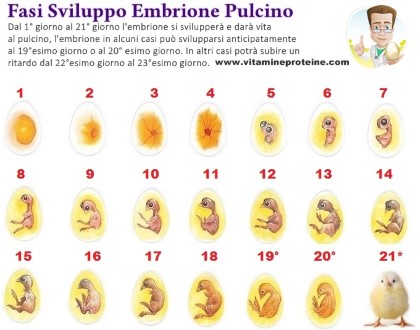 embrione pulcino