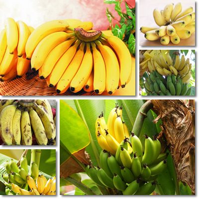 Proprietà della banana