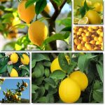 7 benefici del Limone