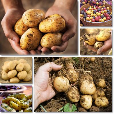 10 Benefici della patata
