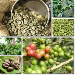Proprietà e benefici caffè verde