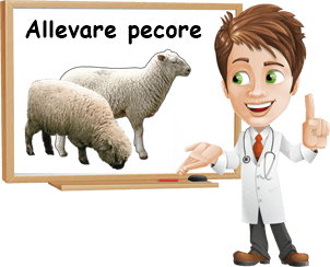 Allevare pecore