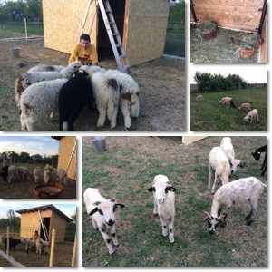 Come allevare pecore