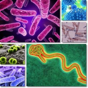 Differenza tra Batteri, Funghi e Virus
