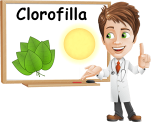 Proprietà clorofilla