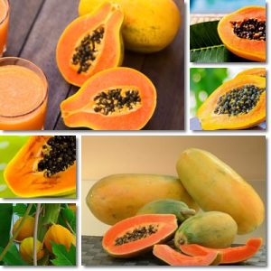 Proprietà e benefici Papaya Fermentata