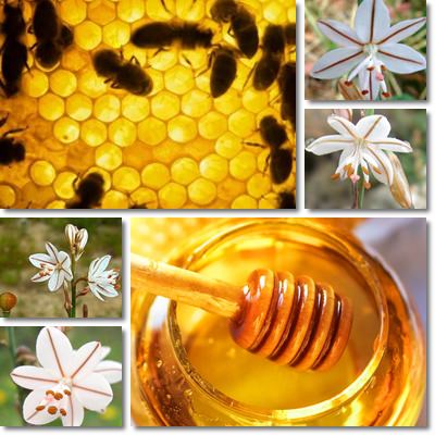 Proprietà e benefici Miele di Asfodelo