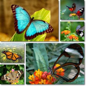 7 Consigli Per Attirare Farfalle Nel Giardino