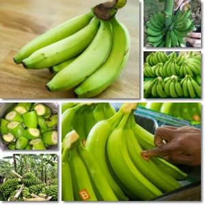 Banane Verdi: Acerbe o Mature?