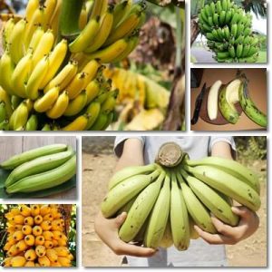 Differenza Tra Platano e Banana